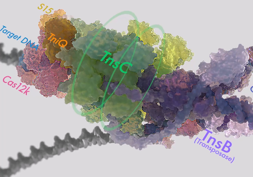 A brief introduction to CRISPR-associated transposases