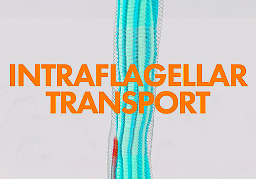 A brief introduction to intraflagellar transport system