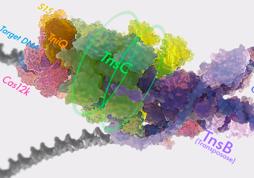 A brief introduction to CRISPR-associated transposases