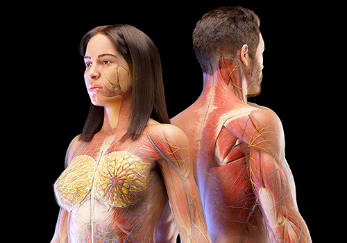 3d Anatomy Model, Healthcare Awards Winner