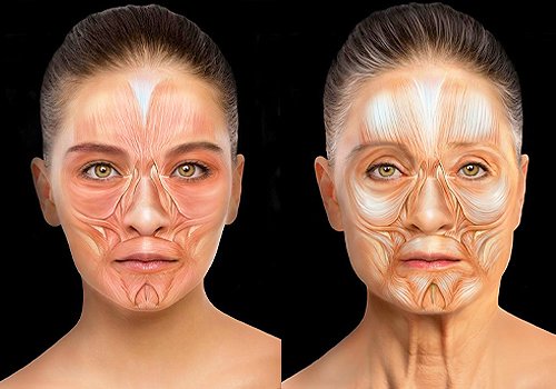 TITAN Health Awards Winner -  Evolus Academy Aesthetics Education on Facial Anatomy By Alexander & Turner Inc. Medical Illustration Studio