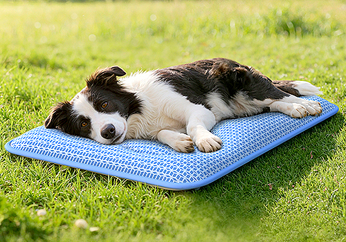 TITAN Health Awards Winner -  Rywell Arc-Chill PCM Apex-Tech Pet Cooling Mat By Miles Wang